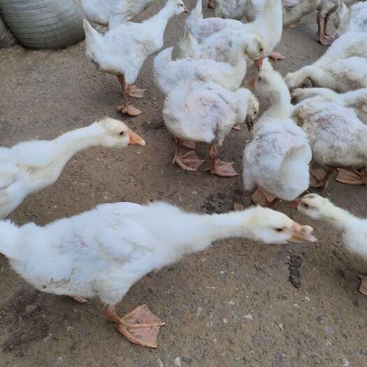 芜湖大白鹅已经三个多月了，九斤左右，13元一斤，
