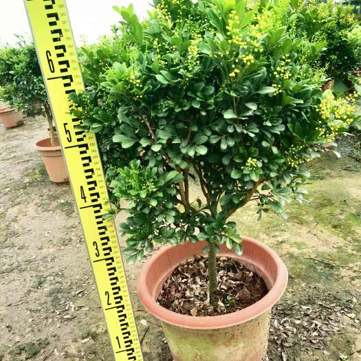 佛山米兰独杆  棒棒糖  盆型350
