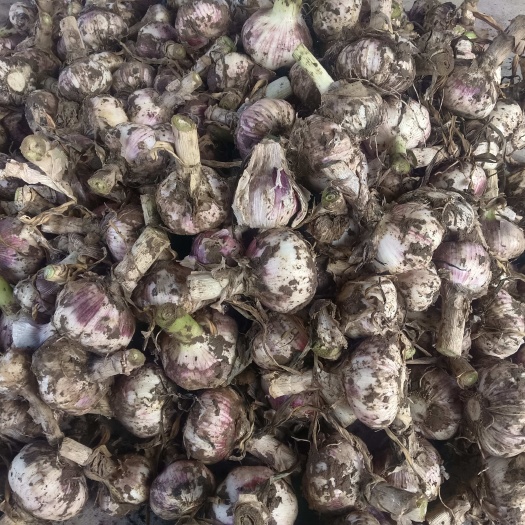 新沂市大蒜，带青颗大蒜上市了，红皮基地地货蒜头大，质量好