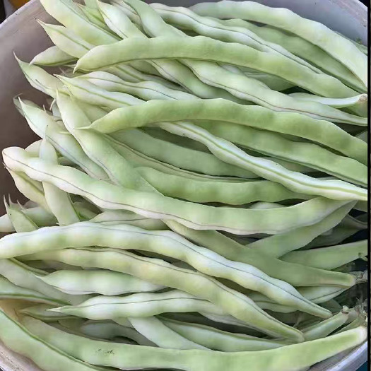 山东聊城莘县新鲜蚕豆产地直发当季绿色蔬菜蚕豆粒饱满香甜软糯