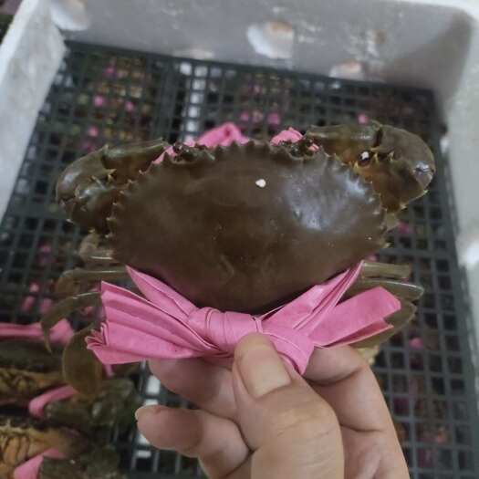 东兴市越南统货奄仔蟹，一手货源，量大从优