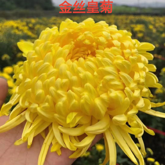 鹿邑县金丝皇菊花  黄山贡菊苗金丝皇菊苗七月菊苗