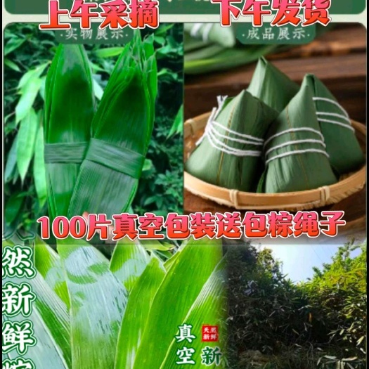 乐清市包粽子叶批发2025新鲜大粽叶大宽叶端午节家用真空装现摘包邮