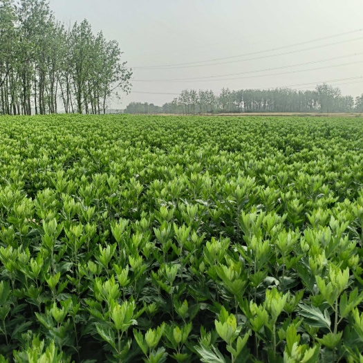 长丰县端午艾草
