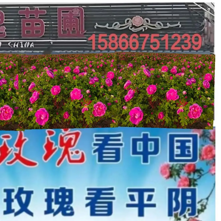 濟(jì)南市玫鄉(xiāng)農(nóng)副產(chǎn)品開發(fā)