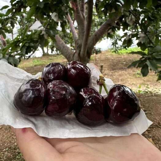 汉源县1. 汉源车厘子的浪漫：在海拔1500米，把阳光酿成了甜✨