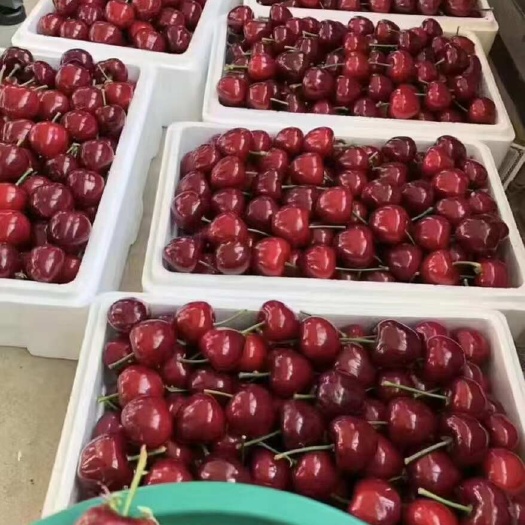 大樱桃美早布鲁克斯饿8黑珍珠红灯产地直发批发市场电商一件代发