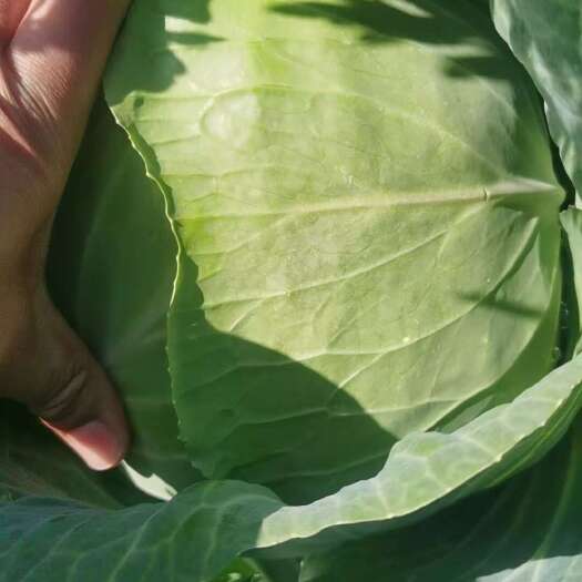 威宁县甘蓝，奥奇丽，大白菜大量上市，青菜