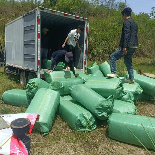 砚山县玉米秸秆草料便宜出货中，品质保障，有需要的老板抓紧时间