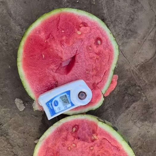精品美都麒麟西瓜