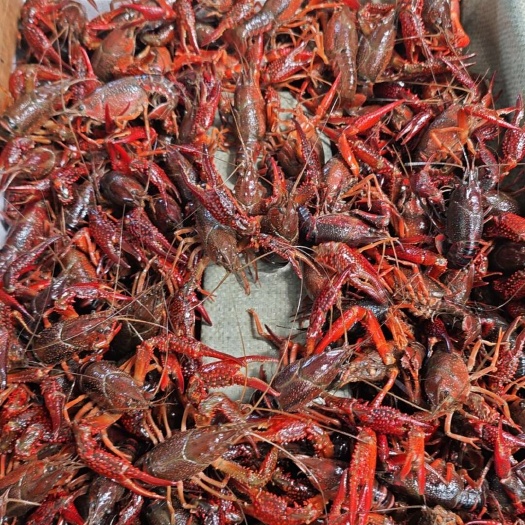 湖北监利县产地直发，稻田清水虾，底板干净，肉质饱满！