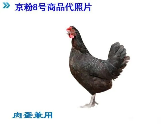 鹤壁粉八青年鸡  黑凤土鸡  散养年产300多枚土鸡蛋