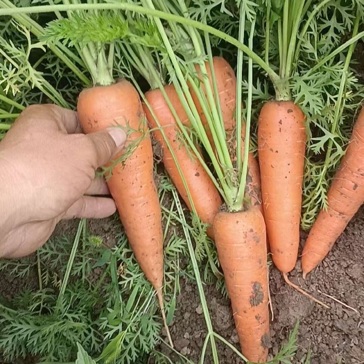 通许县红萝卜