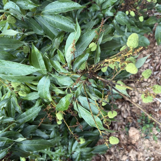 灵山县广西灵山妃子笑荔枝各个品种都有有需要的提前联系