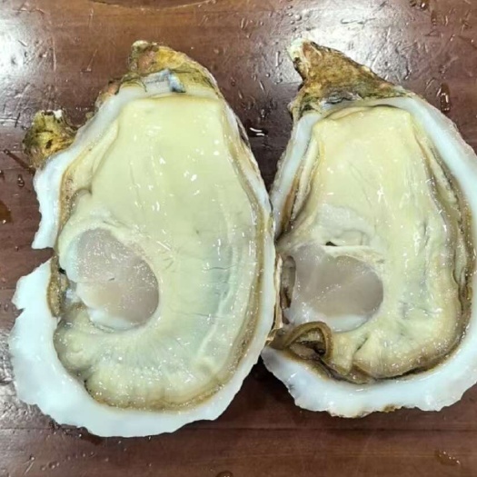 东莞市生蚝一手货源   肉质肥美 可以生吃的牡蛎