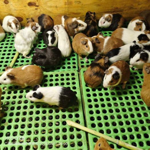 豚鼠(荷兰猪)活物单只0.5--0.7斤重公母比例是1:3