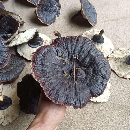 寻乌县江西赣州寻乌县 短脚金边灵芝 通货 产地直发