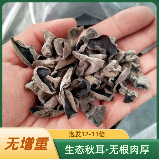 东北黑木耳干货批发精品头茬秋木耳肉厚无根长白山小碗耳无增重