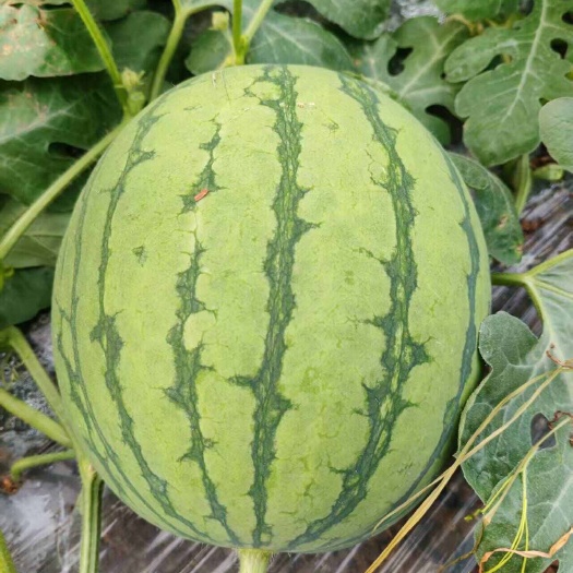 蜜童无籽西瓜