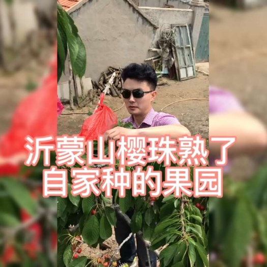 沂水县山东临沂新鲜红灯樱桃车厘子现摘现发当季水果批发零售