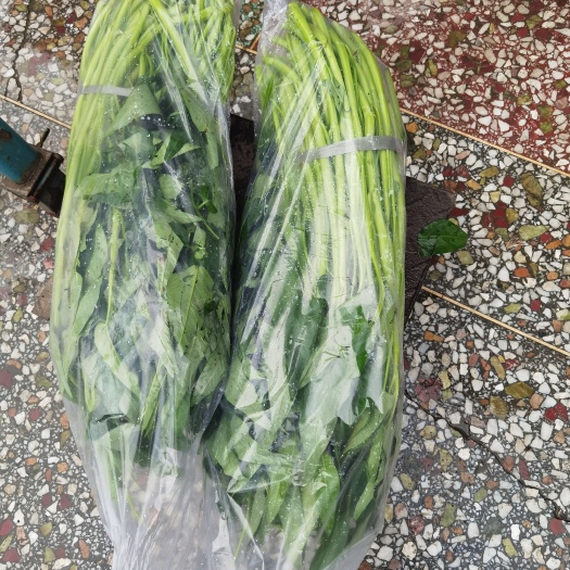 博白蕹菜