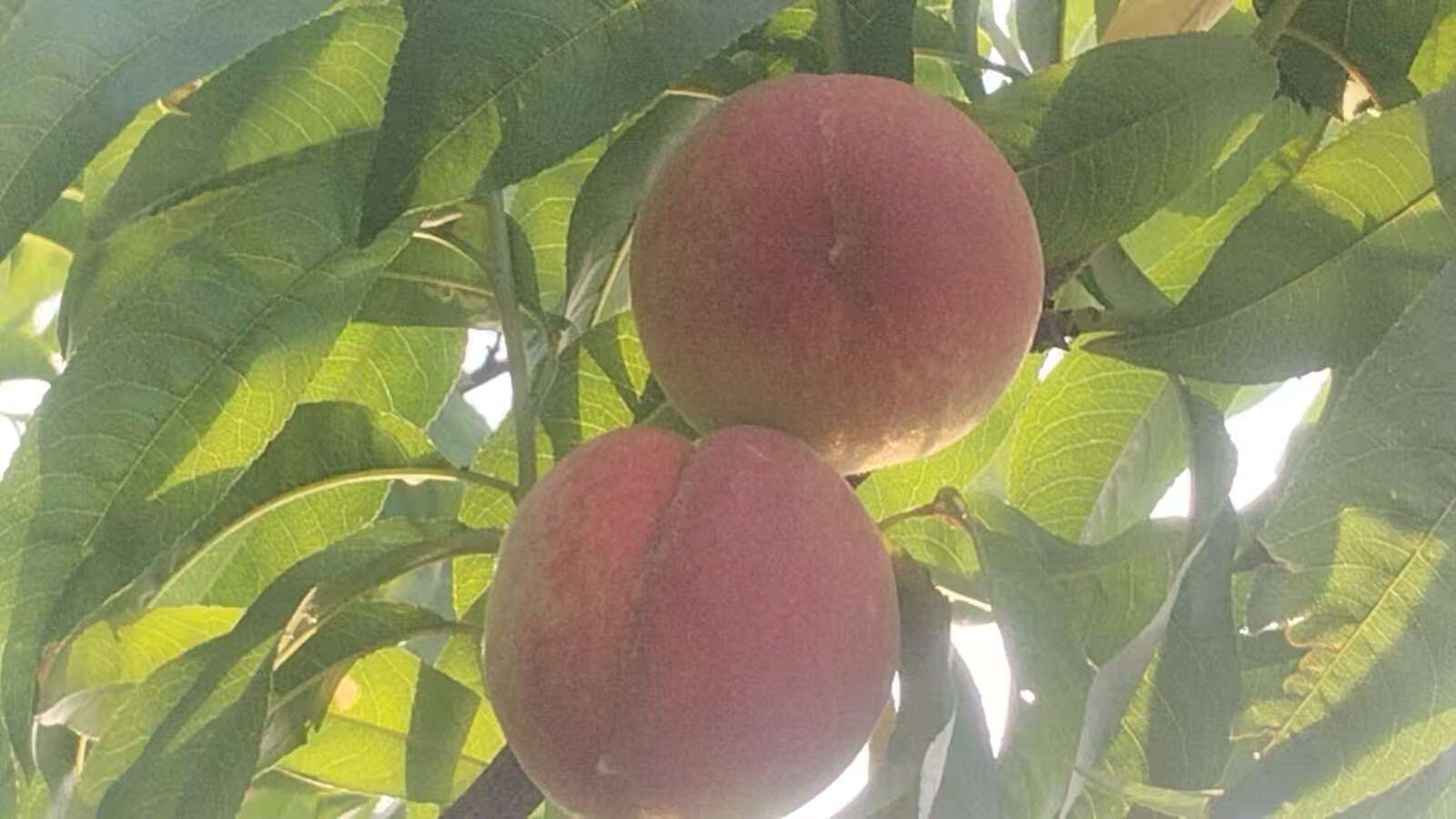 白花桃