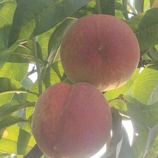三台县白花桃