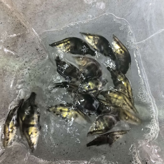 鳜鱼苗桂鱼苗5-8公分