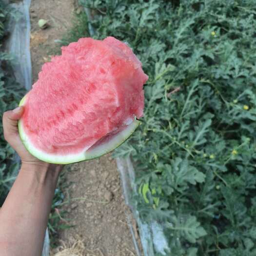 新沂市江苏新沂鲜无籽美都西瓜 当日现摘现发 新沂产地直供