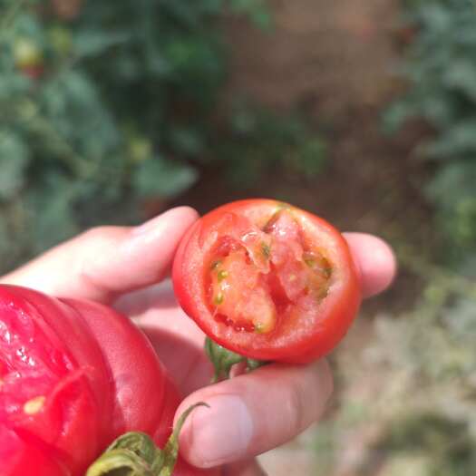 寿光市硬草莓柿子。寿光产地直发没有中间商