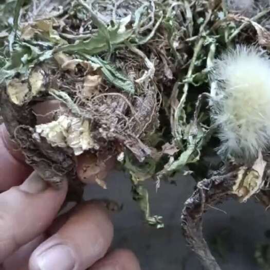 湘乡市长期大量供应蒲公英