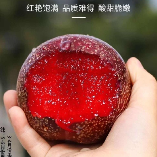 三华李子应当季新鲜水果广东信宜钱排红心肉酸脆李子