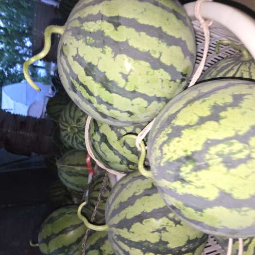 金堂县金堂大棚美都 8424 口口脆 上市中 需要的老板联系！