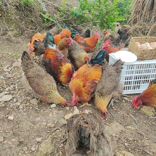 纯粮食喂养8个月以上跑山鸡，不喂任何一颗饲料。肉质紧实鲜美。