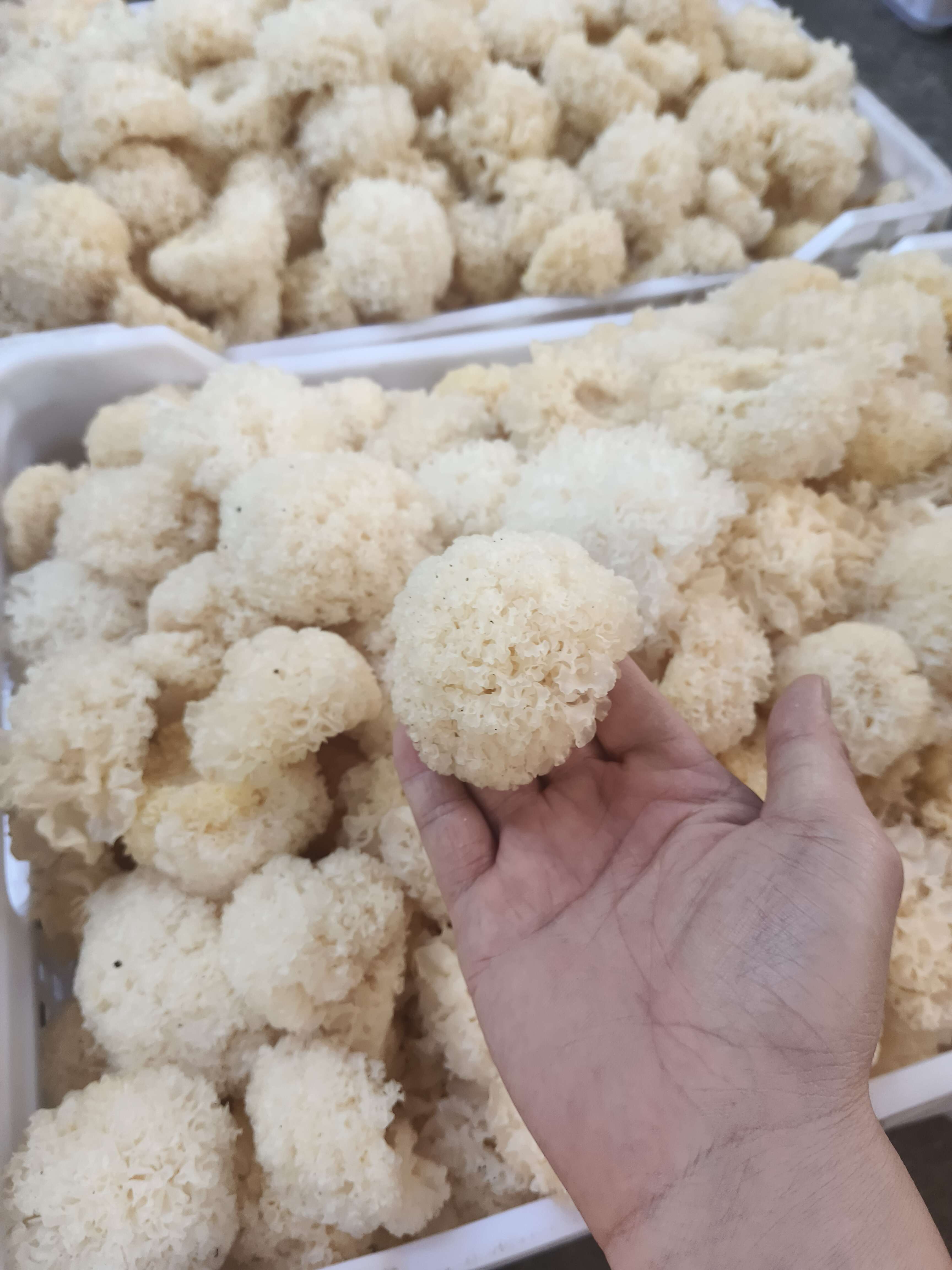古田县古田小银耳干货产地直发量大批发价