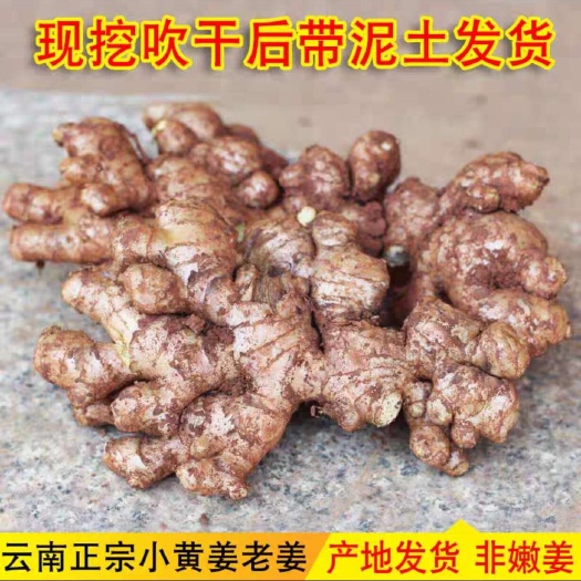 【云南文山产地直供】8000亩姜地高海拔生态小黄姜 现挖老姜