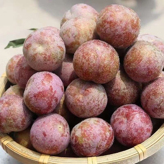 信宜市- 枝头红玛瑙，人间三华李，一口醉春光