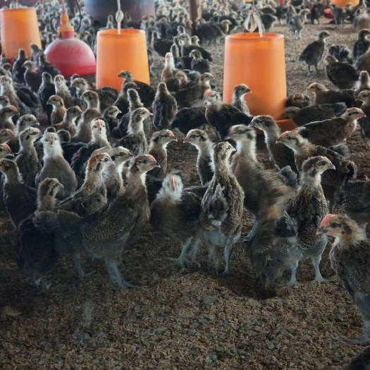 贵阳童子鸡。适合在次饲养。批发零售。