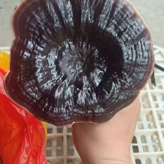 寻乌县江西寻乌，金边不苦灵芝，白底，通货，一手货源，产地直发