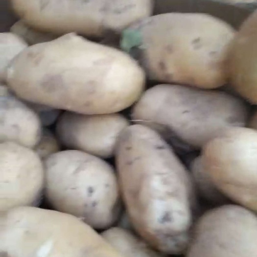 上蔡县河南驻马店优质荷兰土豆新鲜出土根茎类蔬菜批发