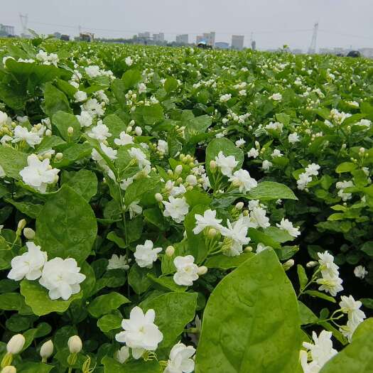 横州市重瓣茉莉鲜花苗子大量批发零售茉莉花鲜花，食用品种，做茶叶