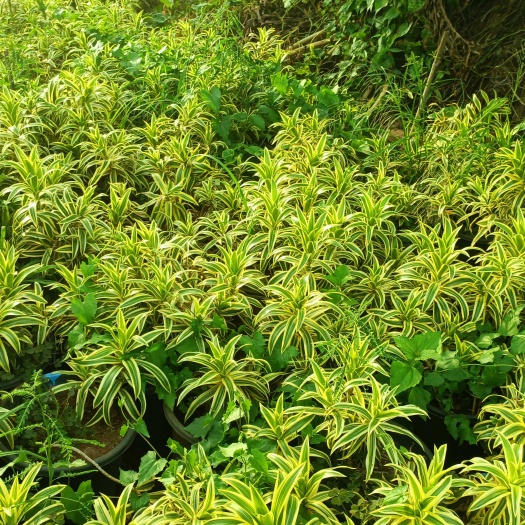百盒竹