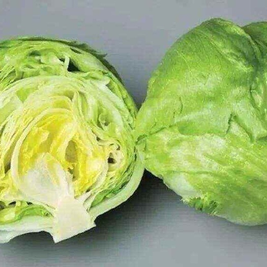 圆生菜集种植，批发，零售为一体批发商，，
