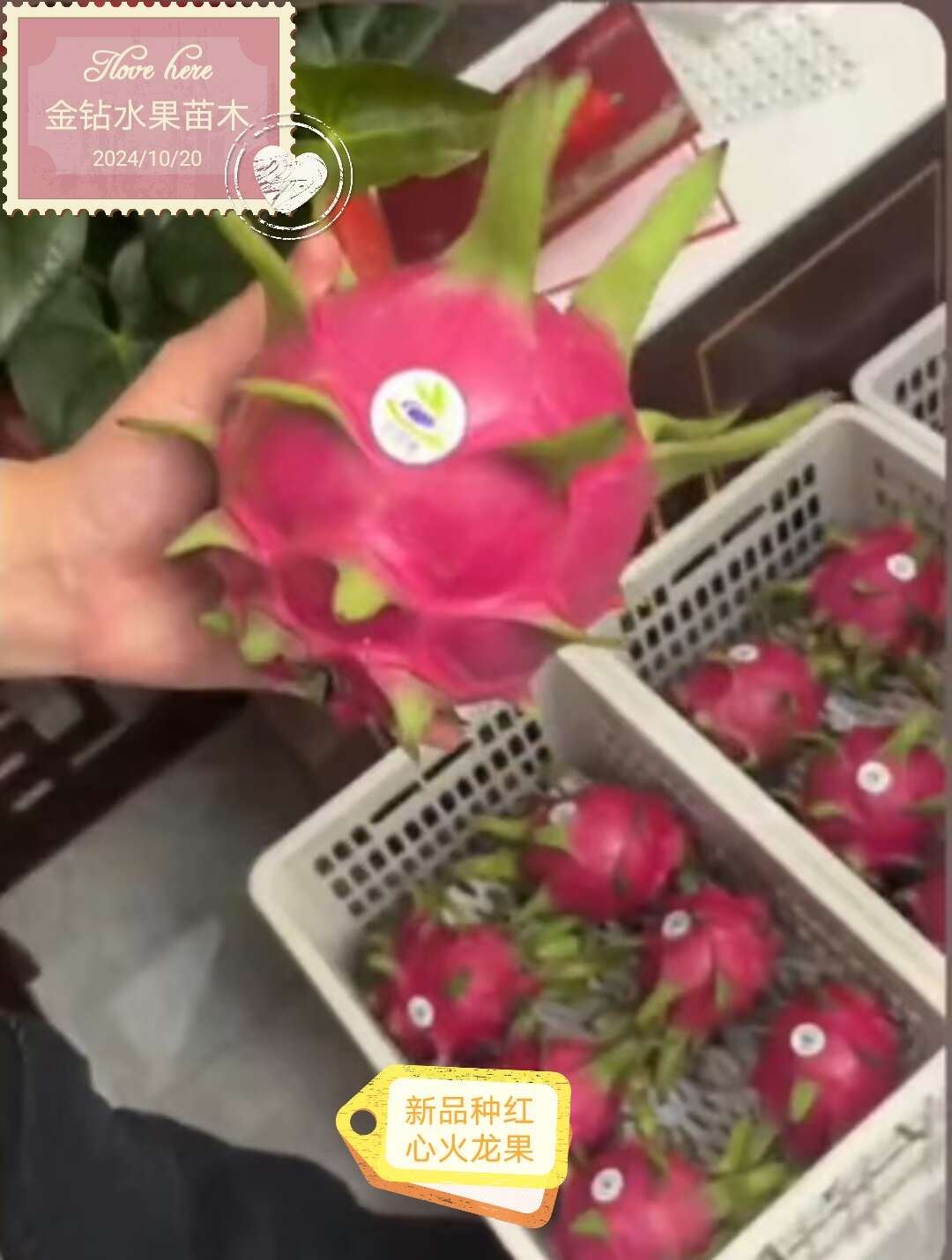 火龙果苗（新品种），红心火龙果苗，果大产量高，抗冻耐寒能力强