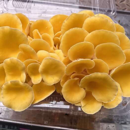 东营鸡油菌