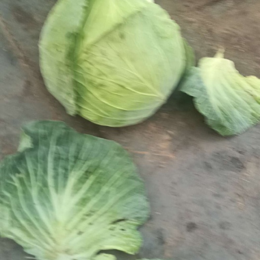 豪帝甘蓝 厚叶 大个头