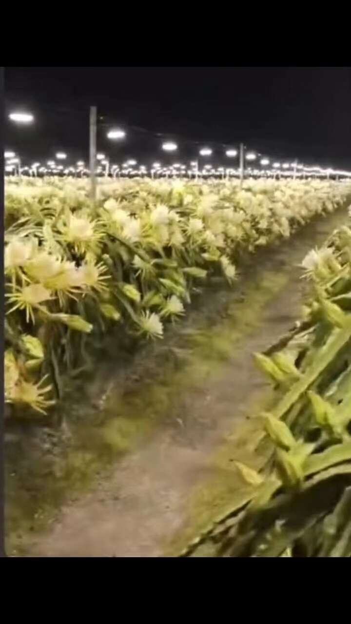 火龙果苗（新品种），红心火龙果苗，果大产量高，抗冻耐寒能力强