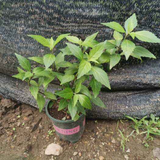 漳州猫须草