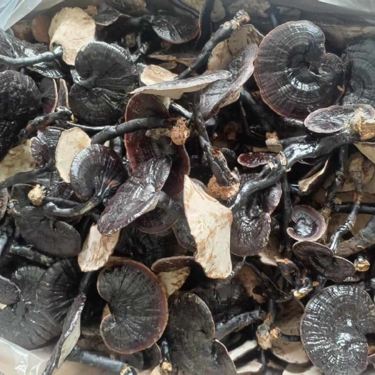 寻乌县江西寻乌天然枫树黑灵芝，朵型好！初级产品，一手货源。