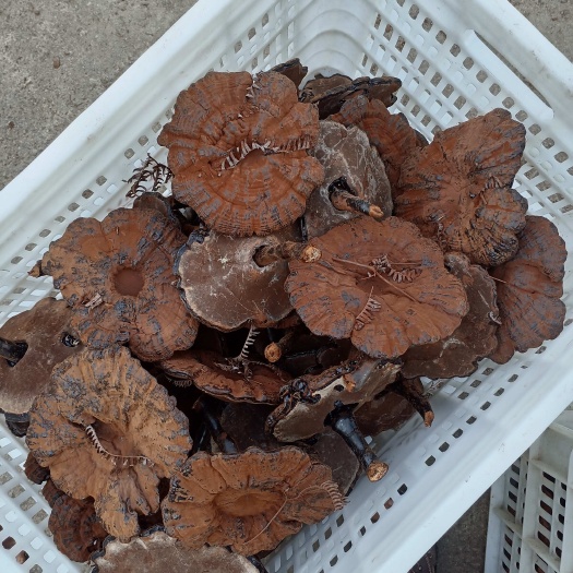 寻乌县江西带寻乌 长脚带草粉灵芝 产地直供 农户直售 初级农产品